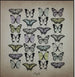 Papilio Butterfly Wall Plaque